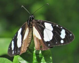 Amauris ochlea