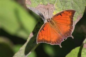 Anaea aidea