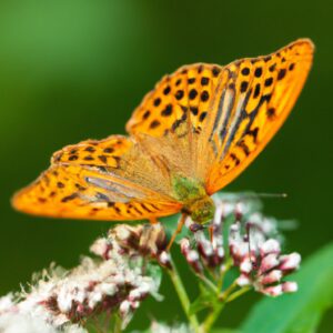 Argynnis pandora - motyl polski. Dowiedz się więcej o jego życiu i zwyczajach. Motylarnia Władysławowo