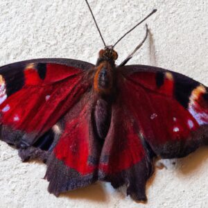 Atrophaneura semperi zobacz go na żywo w naszej motylarni. Dowiedz się więcej o jego życiu i zwyczajach. Motylarnia Władysławowo