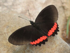 Biblis hyperia