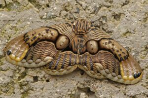 Brahmaea wallichii