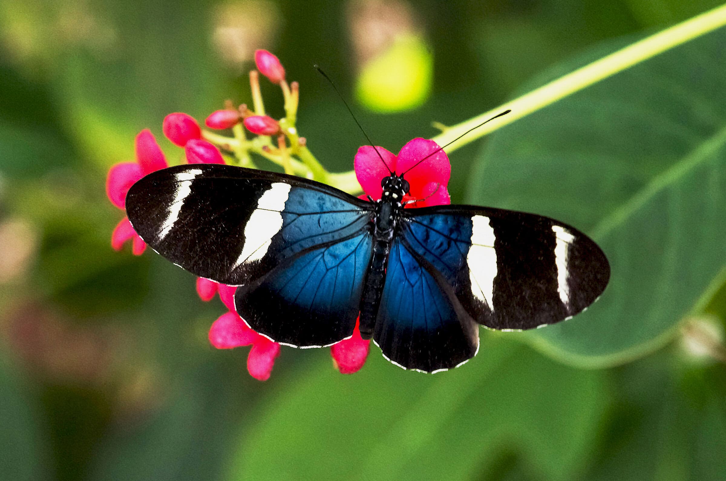 Heliconius doris Motylarnia Wladyslawowo
