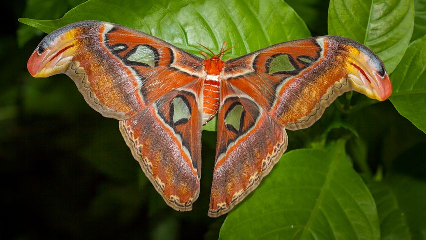 snakehead moth 3155985 480 Motylarnia Wladyslawowo