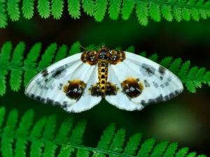 2025 05 13T125435.949Z Abraxas sylvata