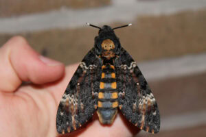 Gatunek Acherontia_atropos - Motylarnia Władysławowo