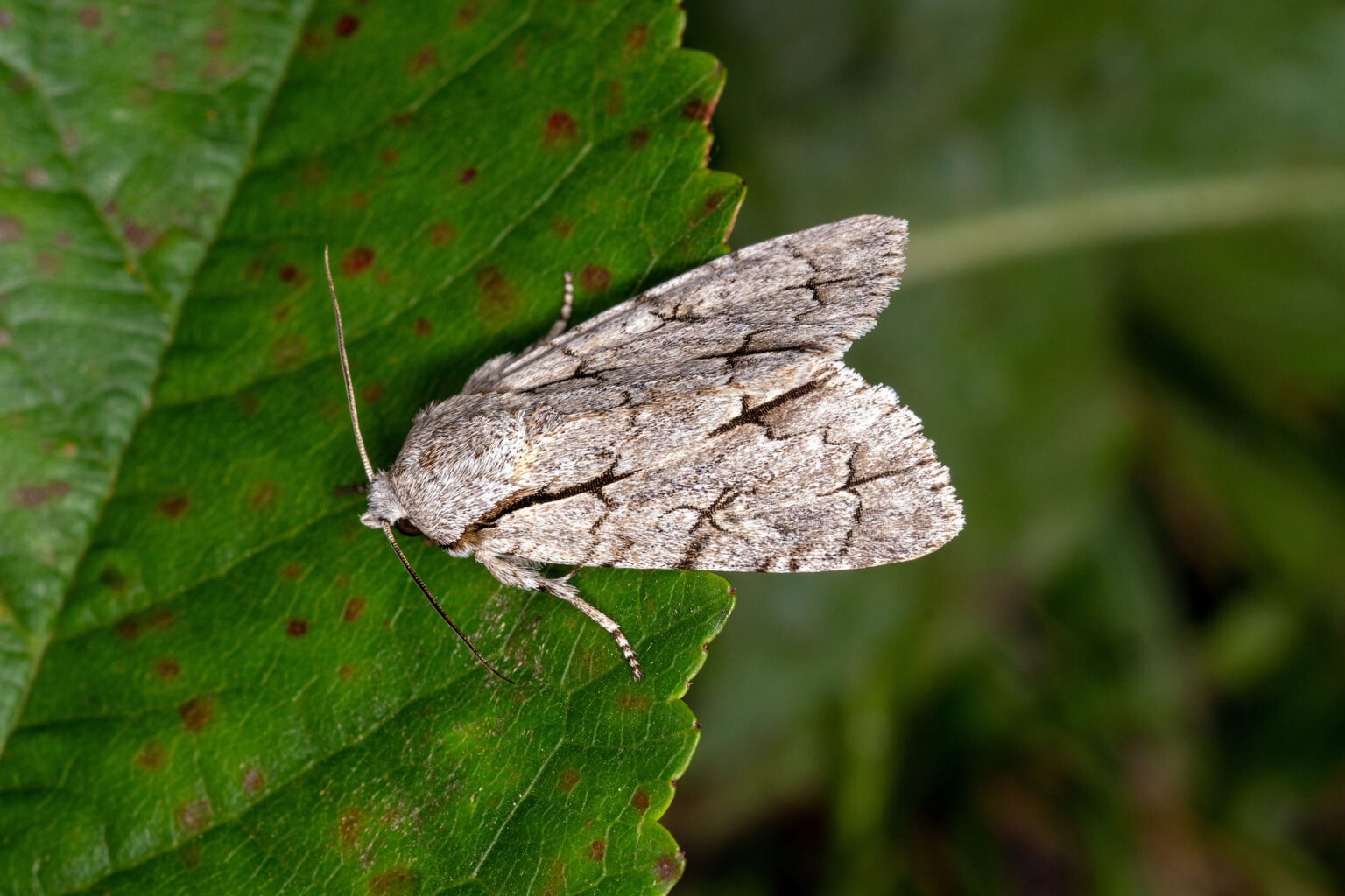 Gatunek Acronicta_psi - Motylarnia Władysławowo