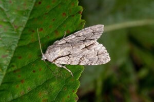 Gatunek Acronicta_psi - Motylarnia Władysławowo