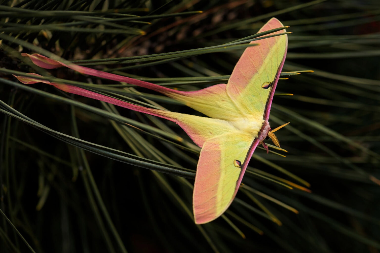 Gatunek Actias_dubernardi - Motylarnia Władysławowo