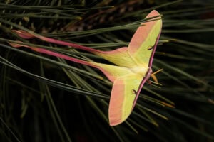 Gatunek Actias_dubernardi - Motylarnia Władysławowo
