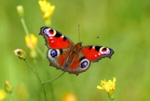 Gatunek Aglais_io - Motylarnia Władysławowo