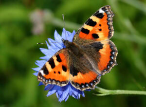 Gatunek Aglais_urticae - Motylarnia Władysławowo