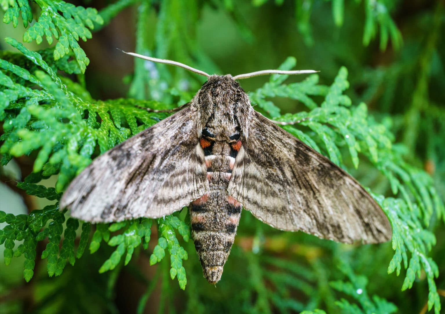 Gatunek Agrius_convolvuli - Motylarnia Władysławowo