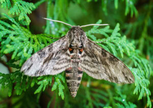 Gatunek Agrius_convolvuli - Motylarnia Władysławowo