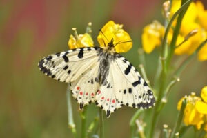 Gatunek Allancastria_cerisyi - Motylarnia Władysławowo