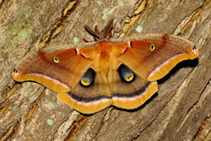 Gatunek Antheraea_polyphemus - Motylarnia Władysławowo