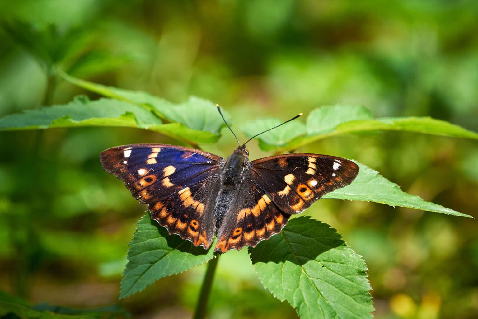 Gatunek Apatura_ilia - Motylarnia Władysławowo