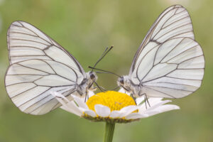 Gatunek Aporia_crataegi - Motylarnia Władysławowo