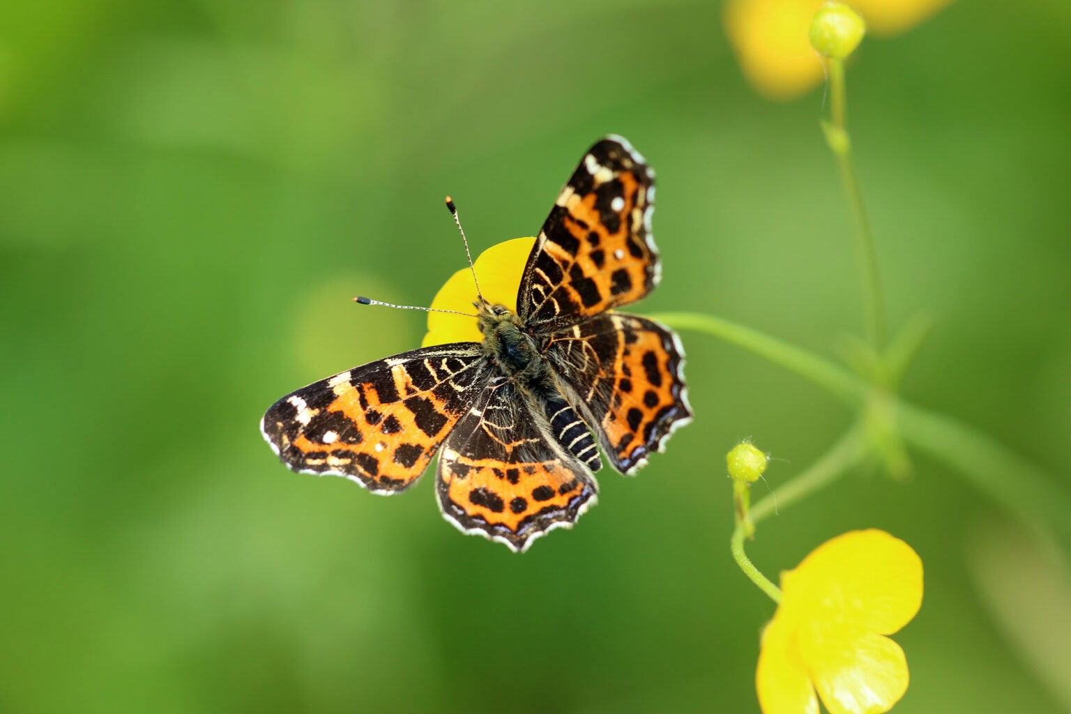Gatunek Araschnia_levana - Motylarnia Władysławowo