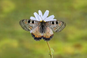 Gatunek Archon_apollinus - Motylarnia Władysławowo