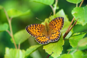 Gatunek Argynnis_adippe - Motylarnia Władysławowo