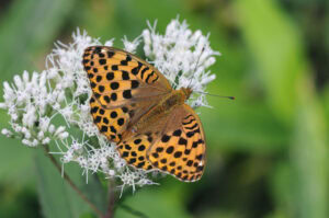 Gatunek Argynnis_laodice - Motylarnia Władysławowo