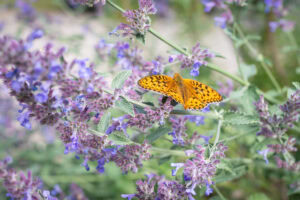 Gatunek Argynnis_niobe - Motylarnia Władysławowo