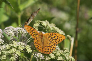 Gatunek Argynnis_paphia - Motylarnia Władysławowo