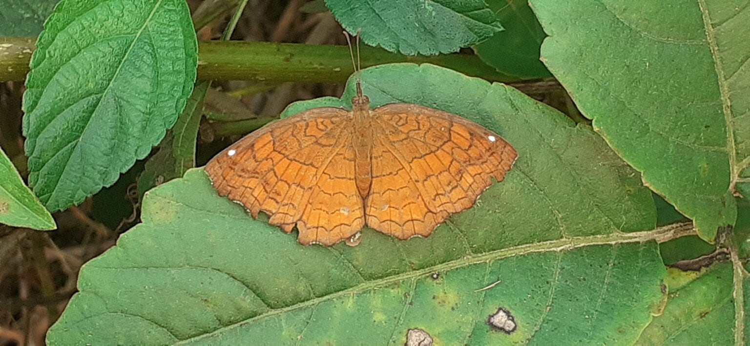 Gatunek Ariadne_ariadne - Motylarnia Władysławowo