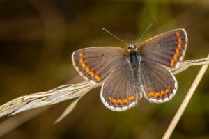 Gatunek Aricia_agestis - Motylarnia Władysławowo