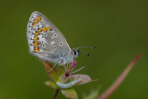 Gatunek Aricia_artaxerxes - Motylarnia Władysławowo