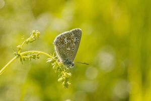Gatunek Aricia_eumedon - Motylarnia Władysławowo