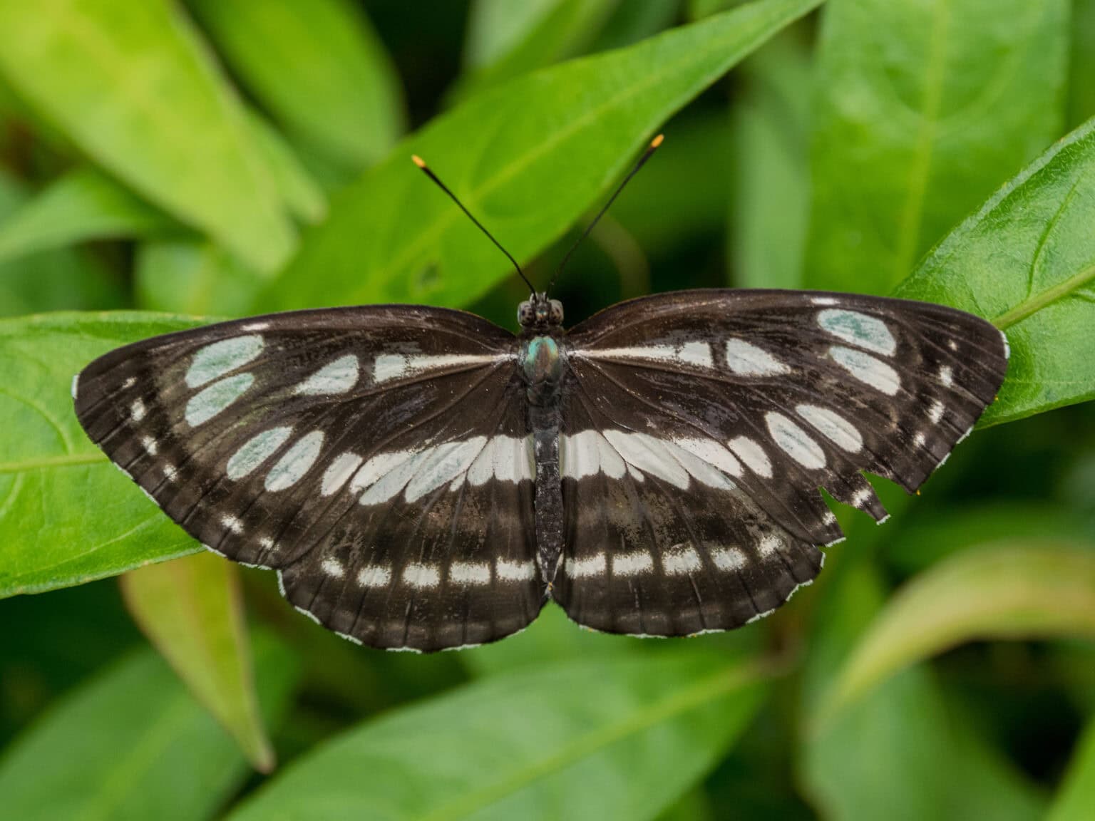 Gatunek Athyma_perius - Motylarnia Władysławowo