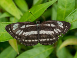 Gatunek Athyma_perius - Motylarnia Władysławowo