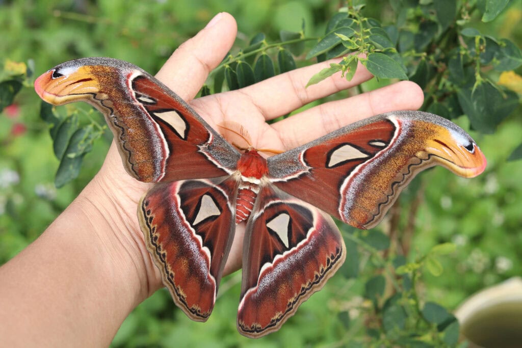 Poznaj 3 gigantów! Największe i najbardziej niesamowite motyle, które zobaczysz w Dębkach 18 Gatunek Attacus_Atlas - Motylarnia Władysławowo