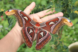 Gatunek Attacus_Atlas - Motylarnia Władysławowo