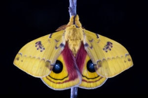 Gatunek Automeris_io - Motylarnia Władysławowo