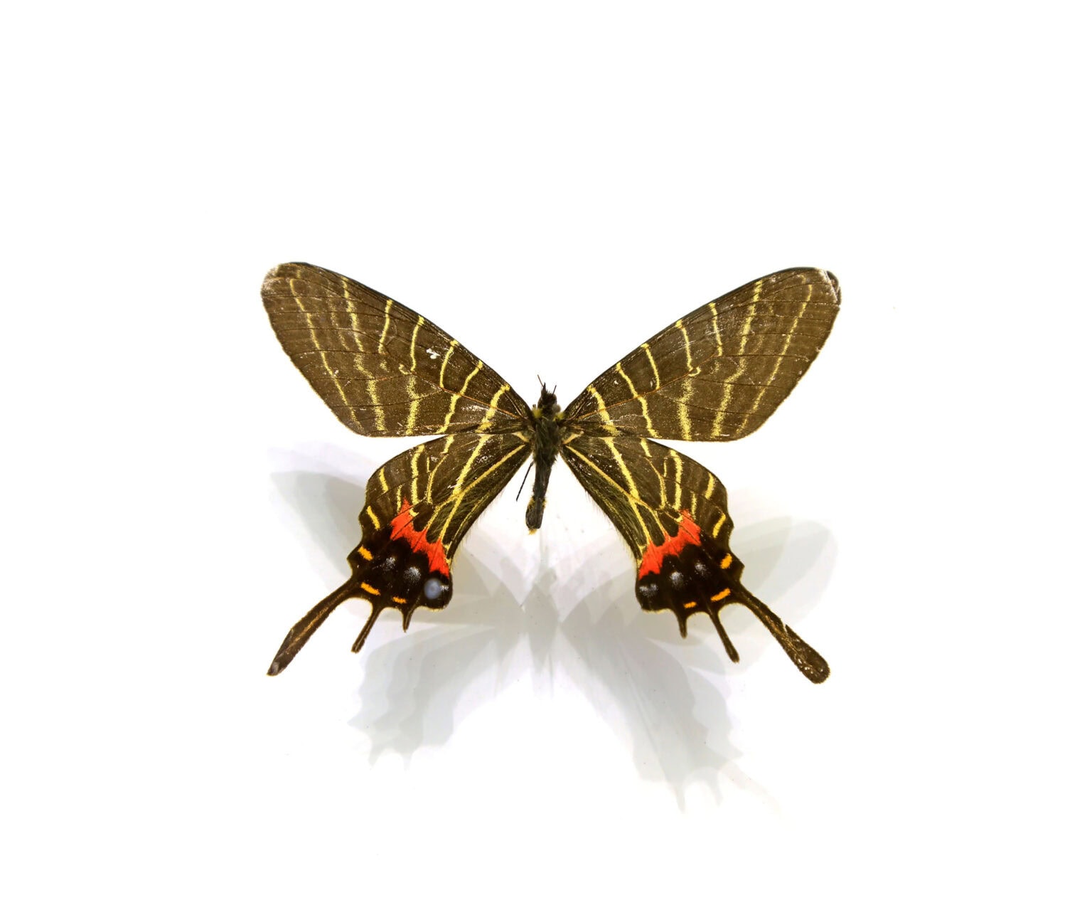 Gatunek Bhutanitis_thaidina - Motylarnia Władysławowo