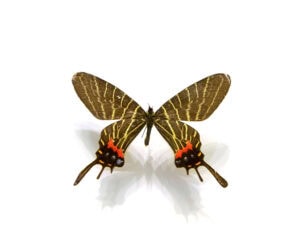 Gatunek Bhutanitis_thaidina - Motylarnia Władysławowo