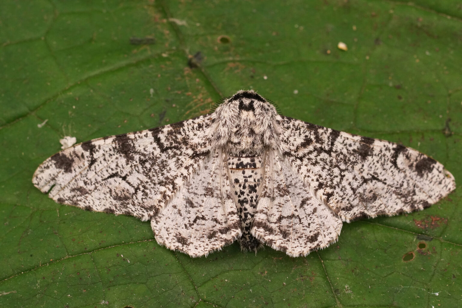 Gatunek Biston_betularia - Motylarnia Władysławowo