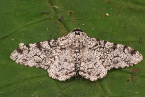 Gatunek Biston_betularia - Motylarnia Władysławowo