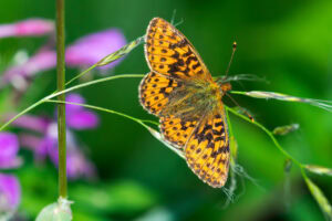 Gatunek Boloria_aquilonaris - Motylarnia Władysławowo