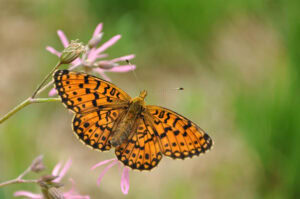Gatunek Boloria_dia - Motylarnia Władysławowo