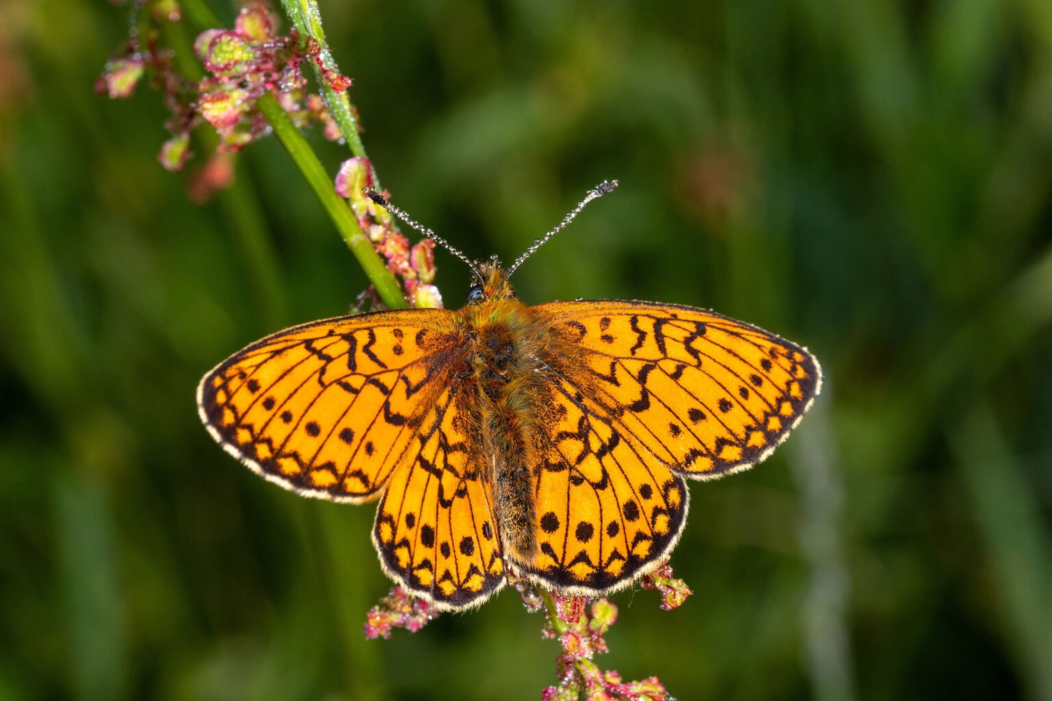 Gatunek Boloria_eunomia - Motylarnia Władysławowo