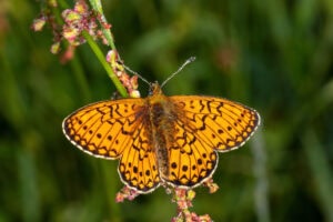 Gatunek Boloria_eunomia - Motylarnia Władysławowo