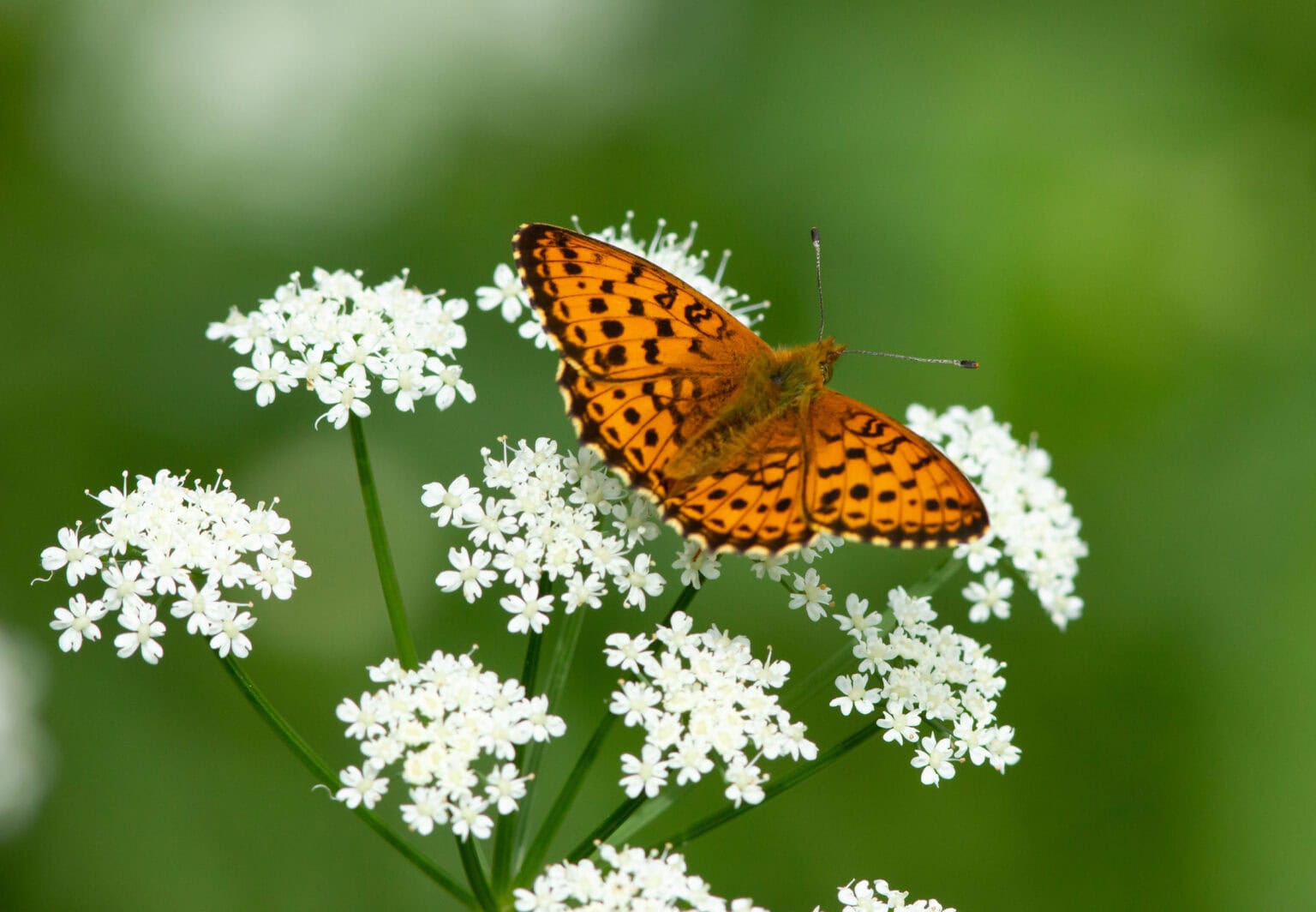 Gatunek Boloria_euphrosyne - Motylarnia Władysławowo
