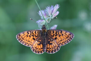 Gatunek Boloria_selene - Motylarnia Władysławowo