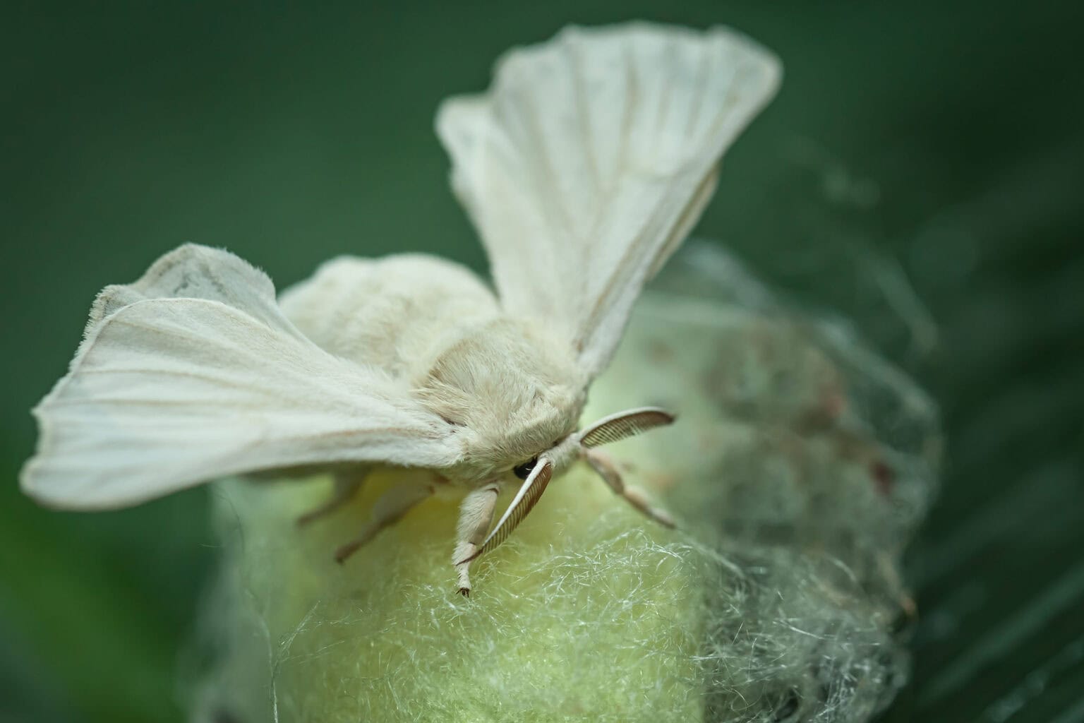 Gatunek Bombyx_mori - Motylarnia Władysławowo