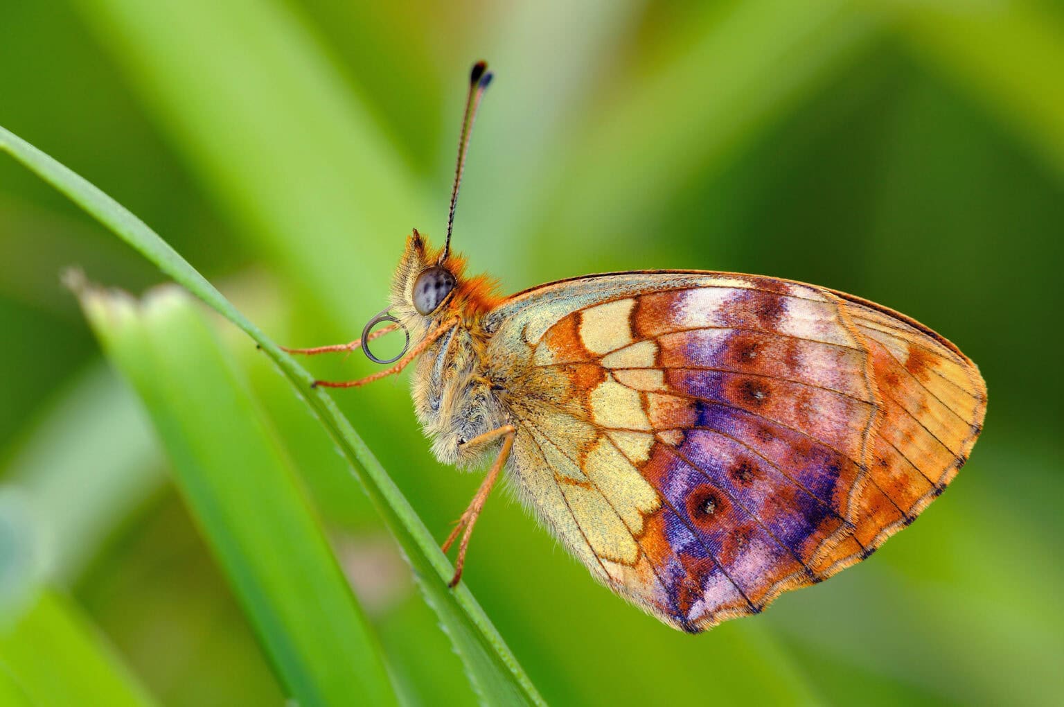 Gatunek Brenthis_daphne - Motylarnia Władysławowo