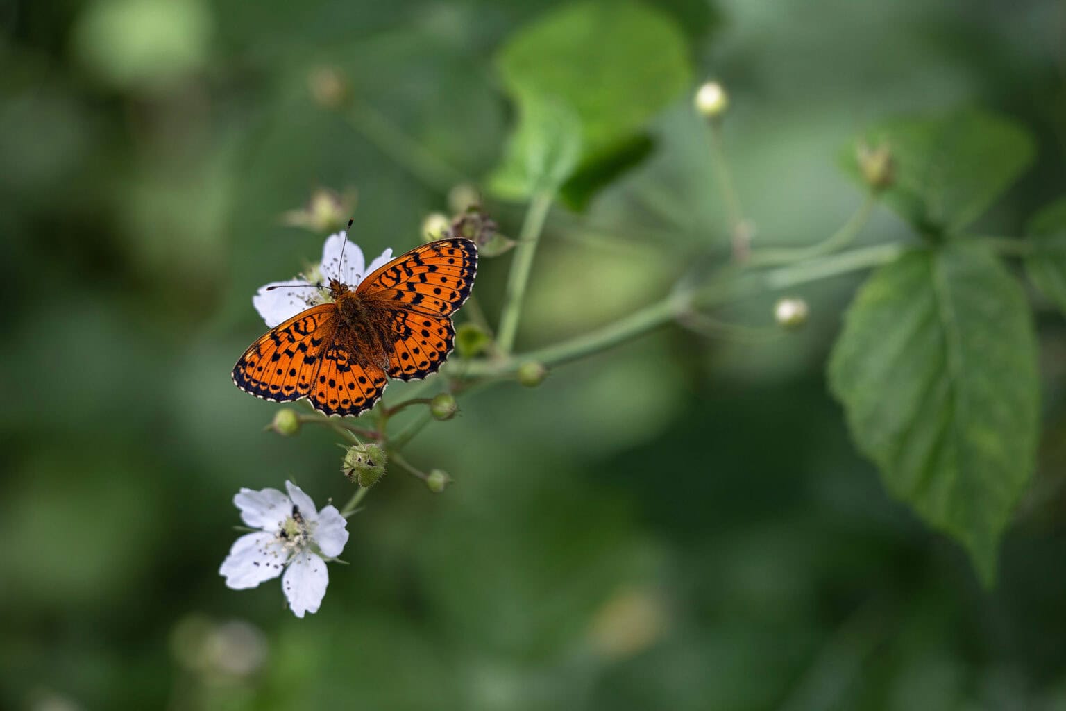 Gatunek Brenthis_ino - Motylarnia Władysławowo